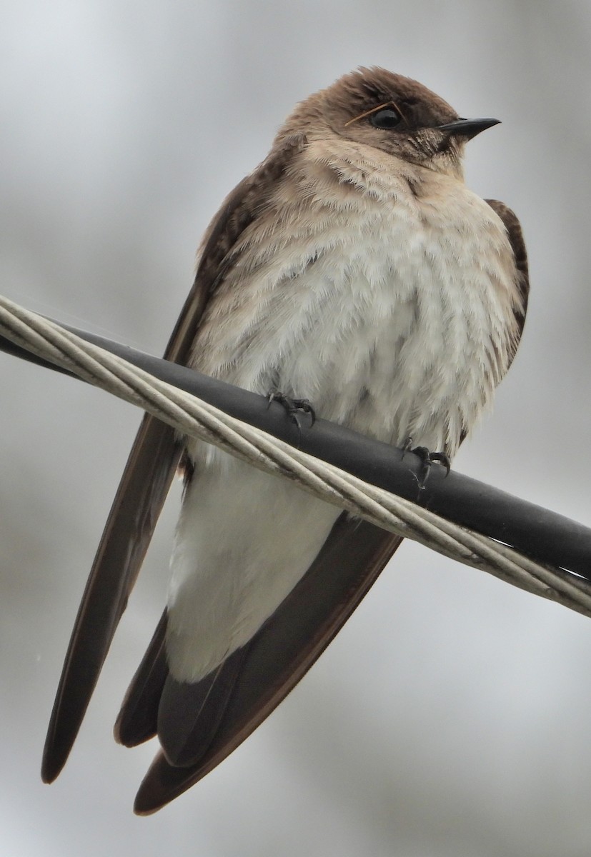 Northern Rough-winged Swallow - ML616570323