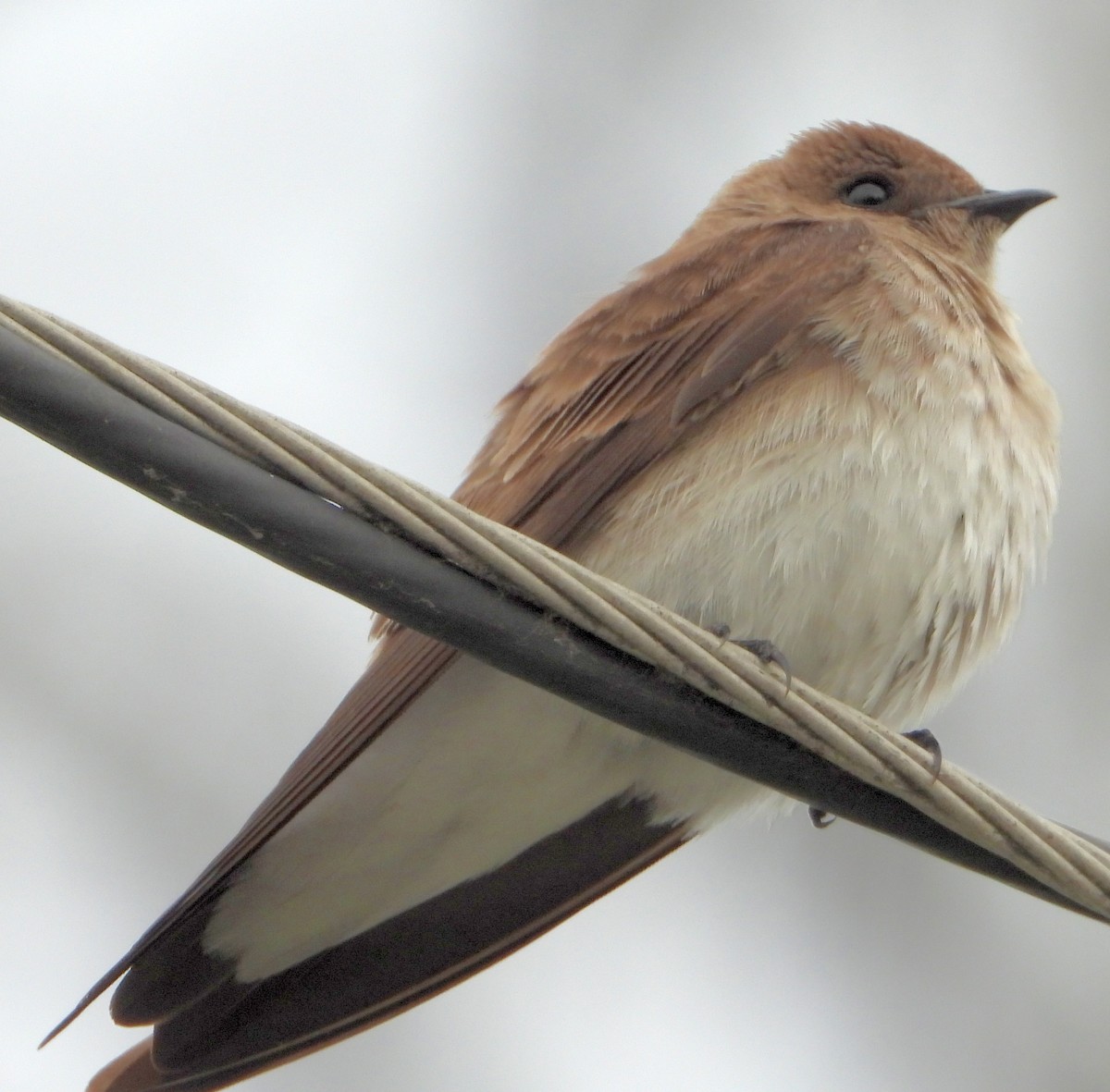 Northern Rough-winged Swallow - ML616570325