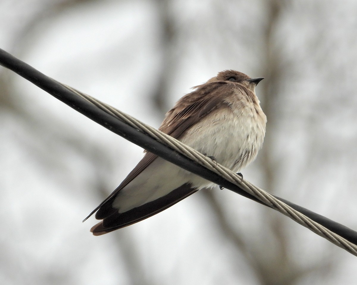 Northern Rough-winged Swallow - ML616570326