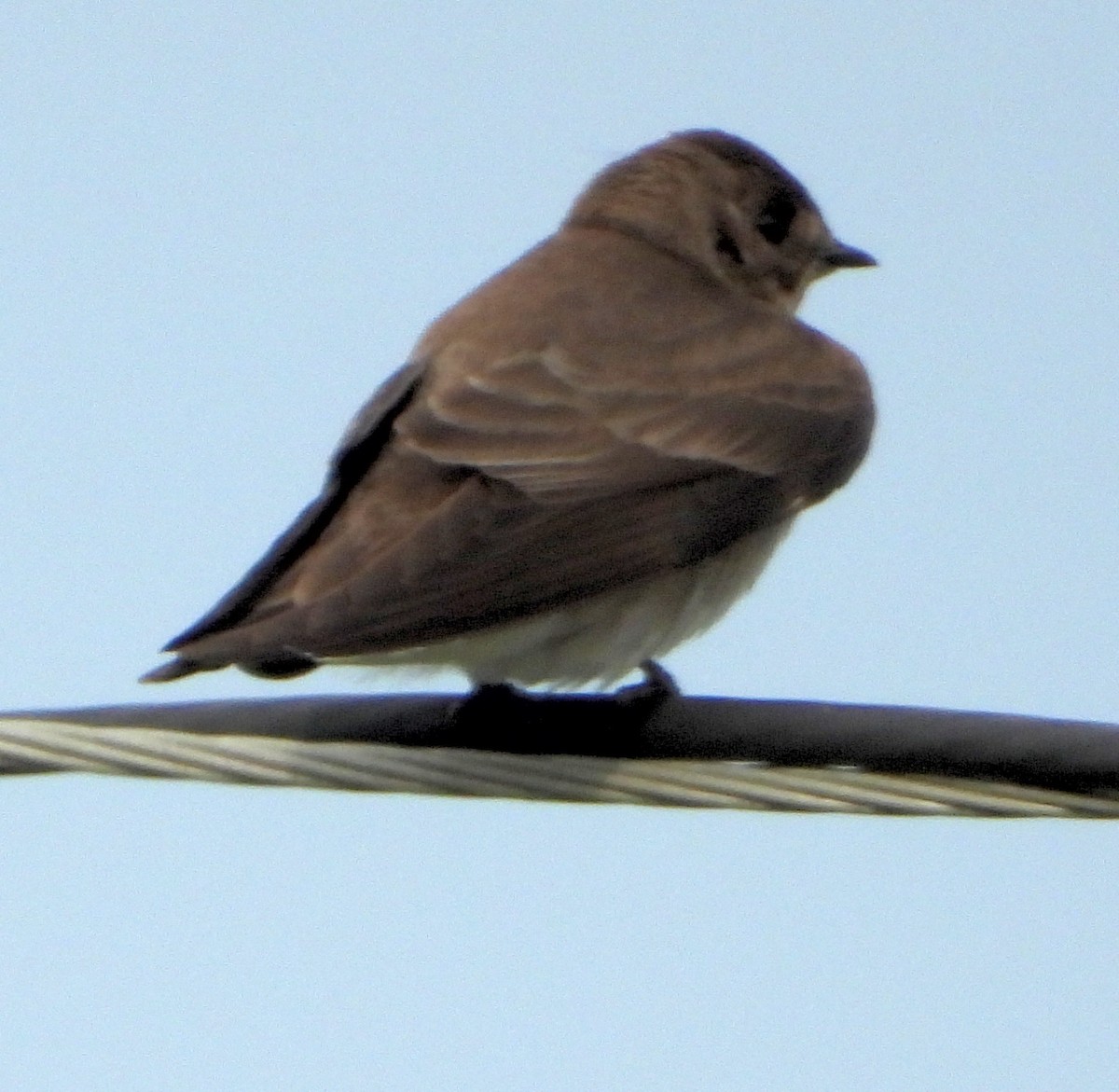 Northern Rough-winged Swallow - ML616570346