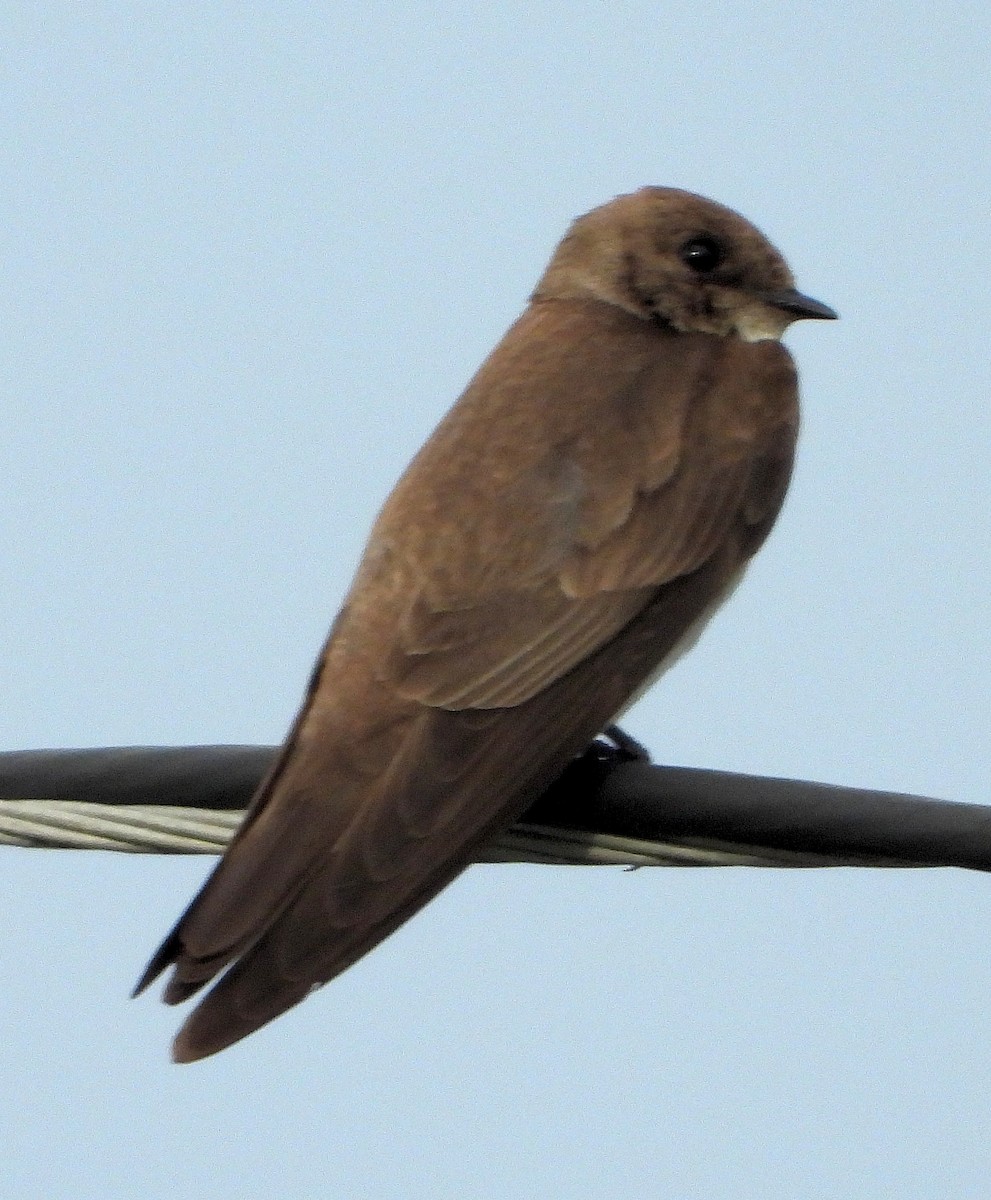 Northern Rough-winged Swallow - ML616570348