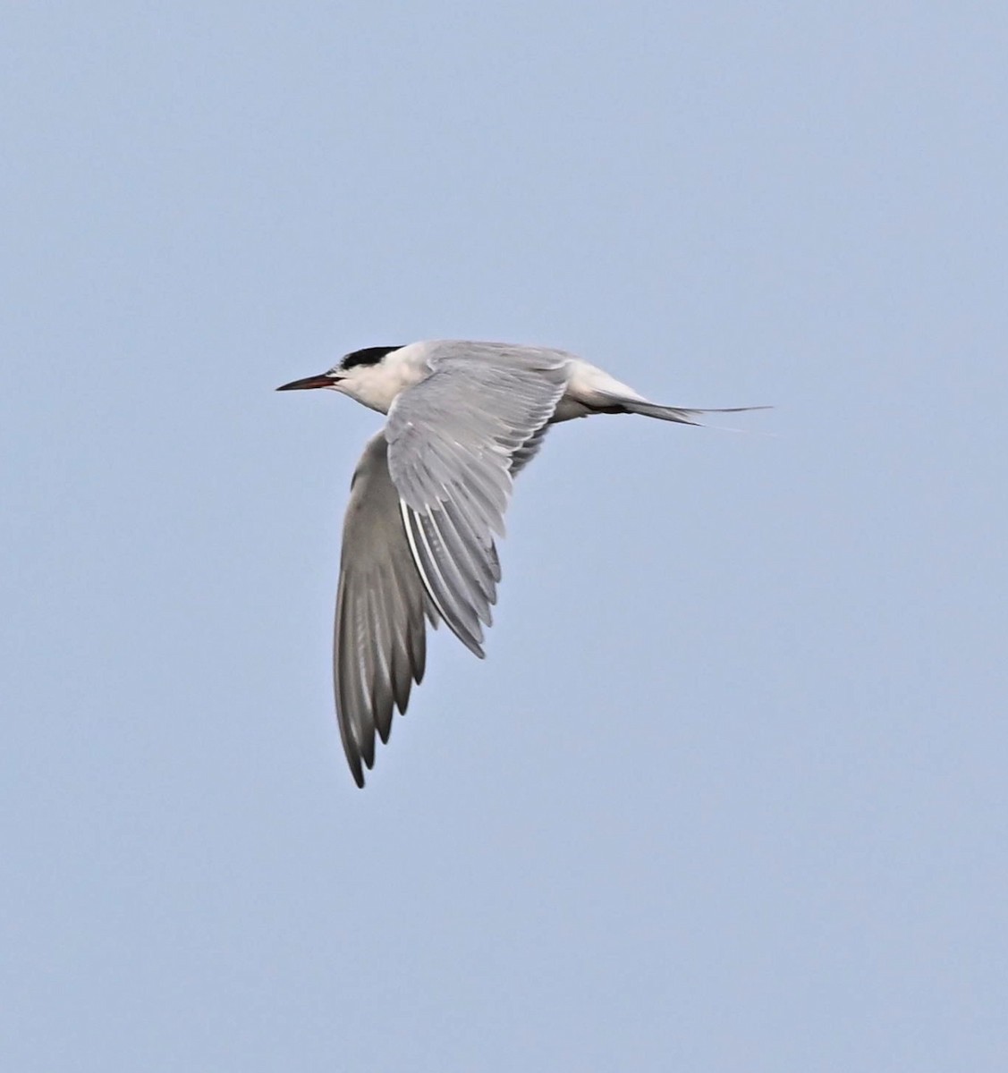 Common Tern - ML616570355