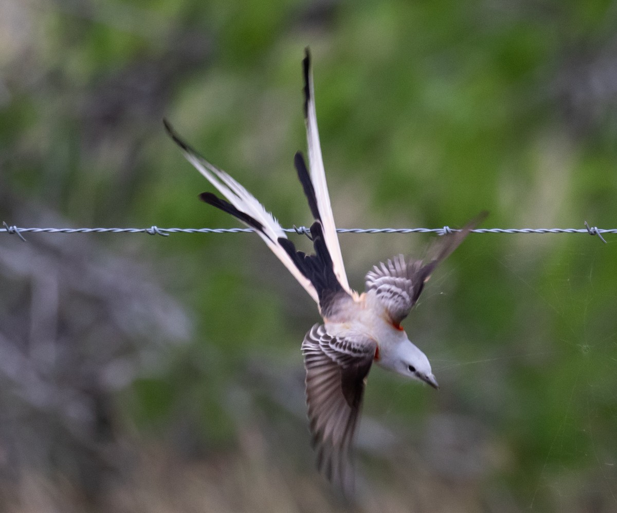 Scissor-tailed Flycatcher - Ron Hoff Dollyann Myers
