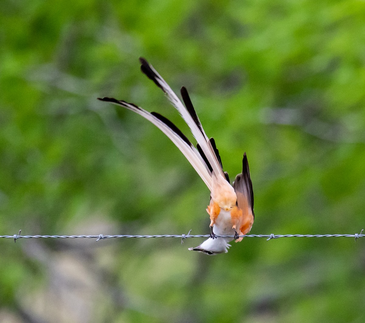 Scissor-tailed Flycatcher - Ron Hoff Dollyann Myers