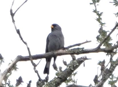 Band-tailed Seedeater - ML616570382