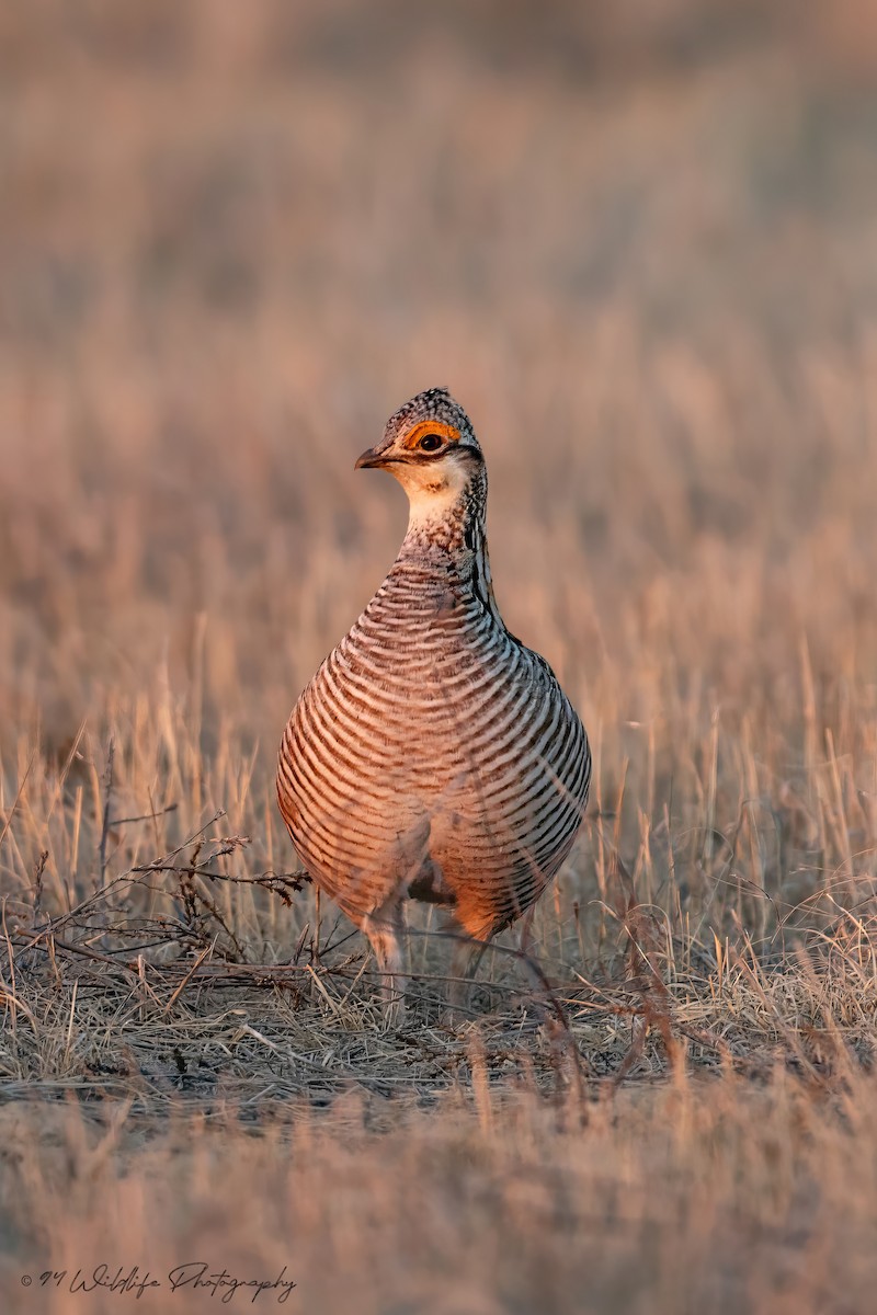Lesser Prairie-Chicken - Caleb Nelson