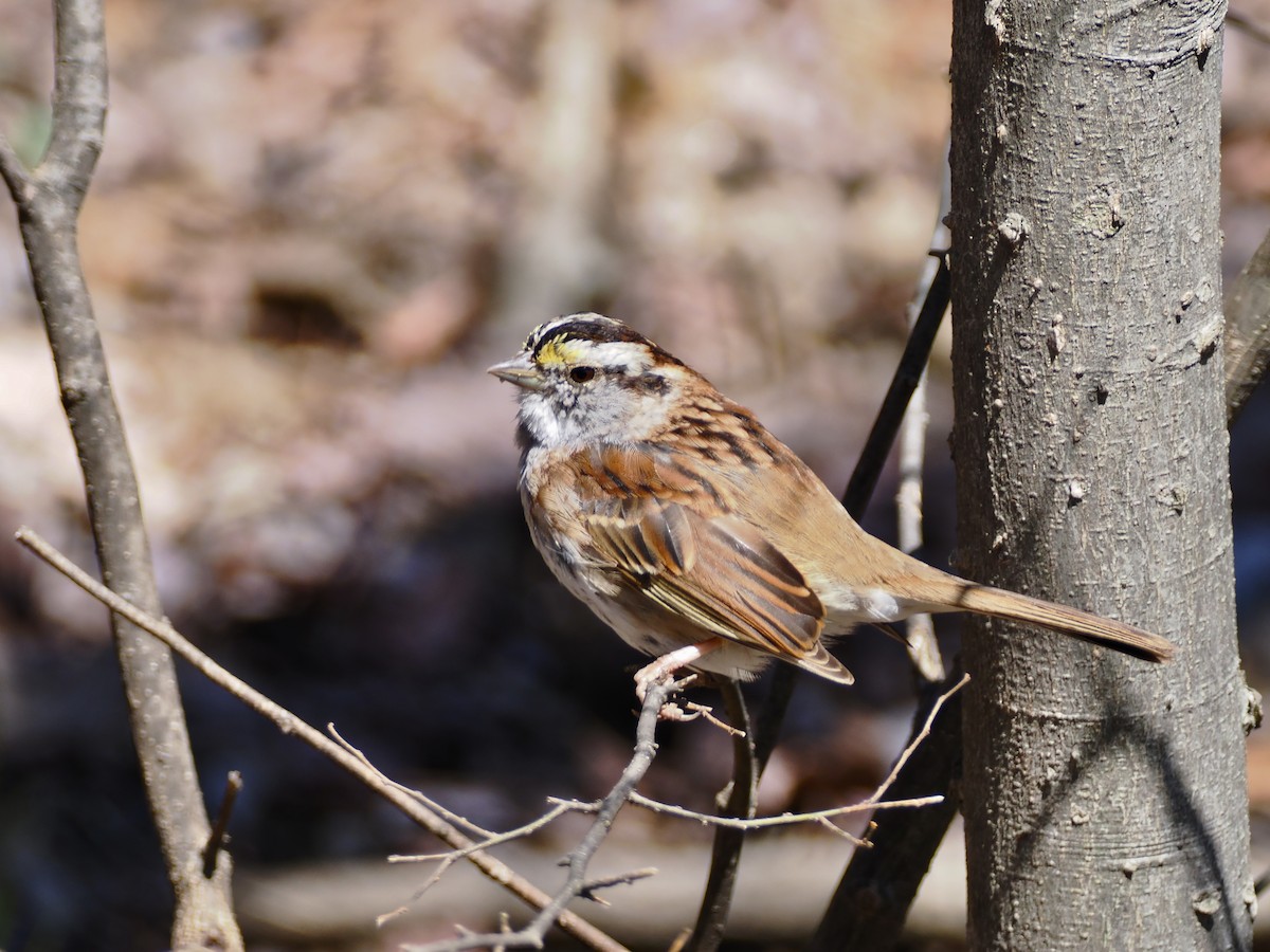 White-throated Sparrow - ML616570424