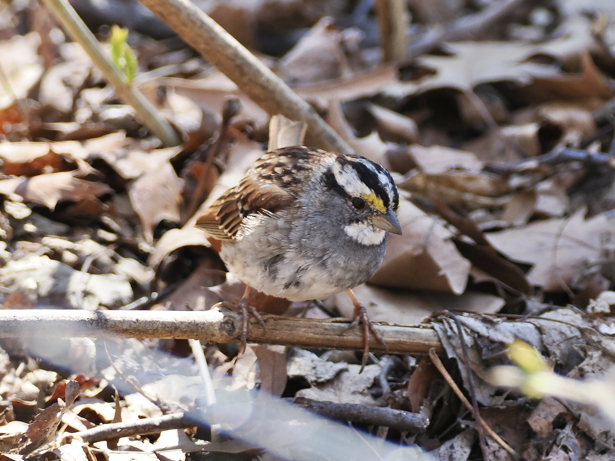 White-throated Sparrow - Isa Dav