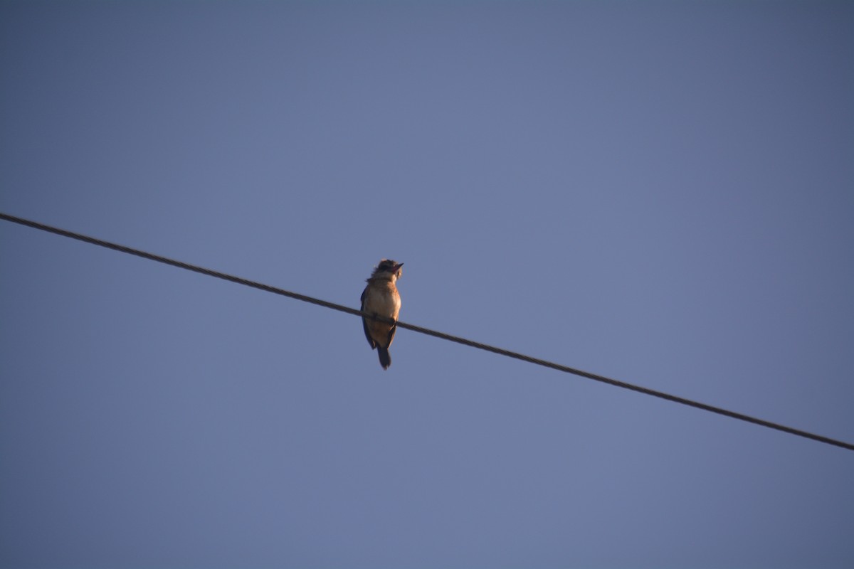 Brown-hooded Kingfisher - Nicholas Lechmanik