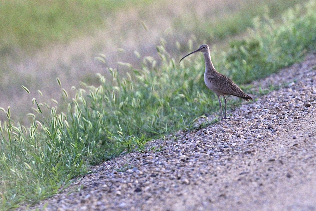 Long-billed Curlew - ML616570607