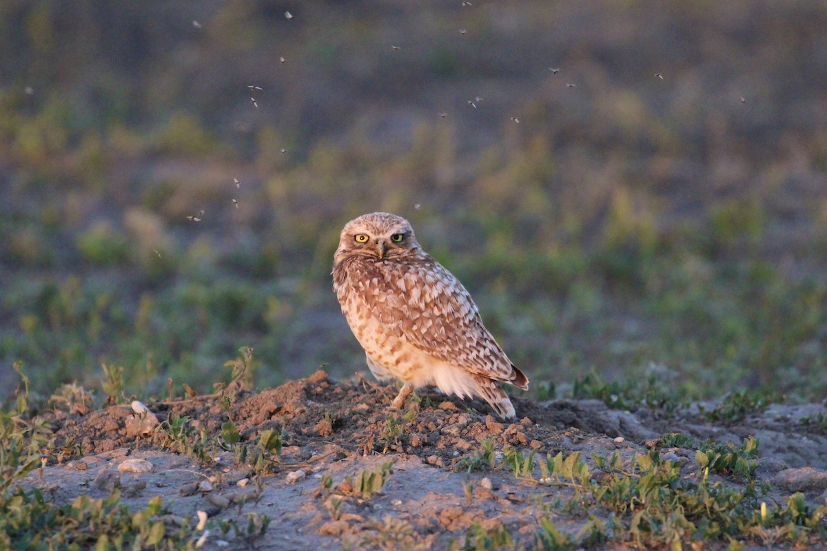 Burrowing Owl - Jonathan Fisher