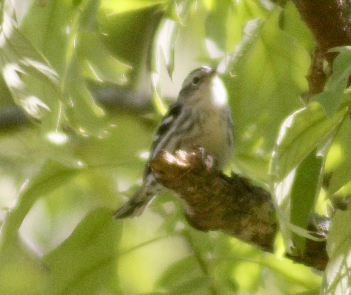 Black-and-white Warbler - ML616570615