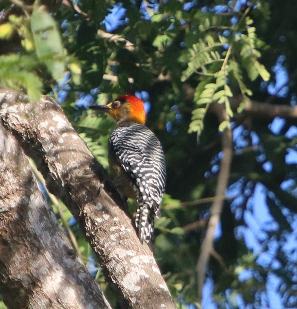 Golden-cheeked Woodpecker - ML616570638