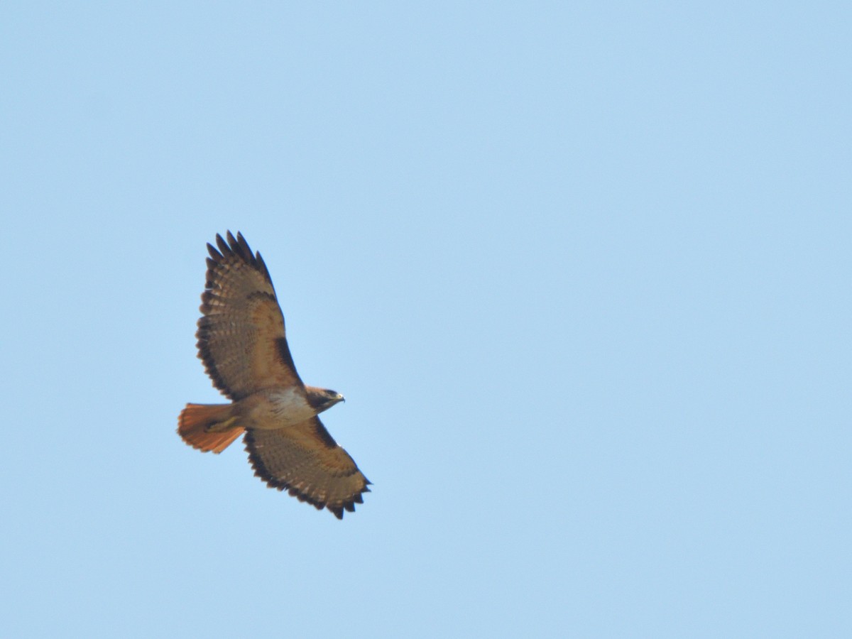 Red-tailed Hawk - ML616570672