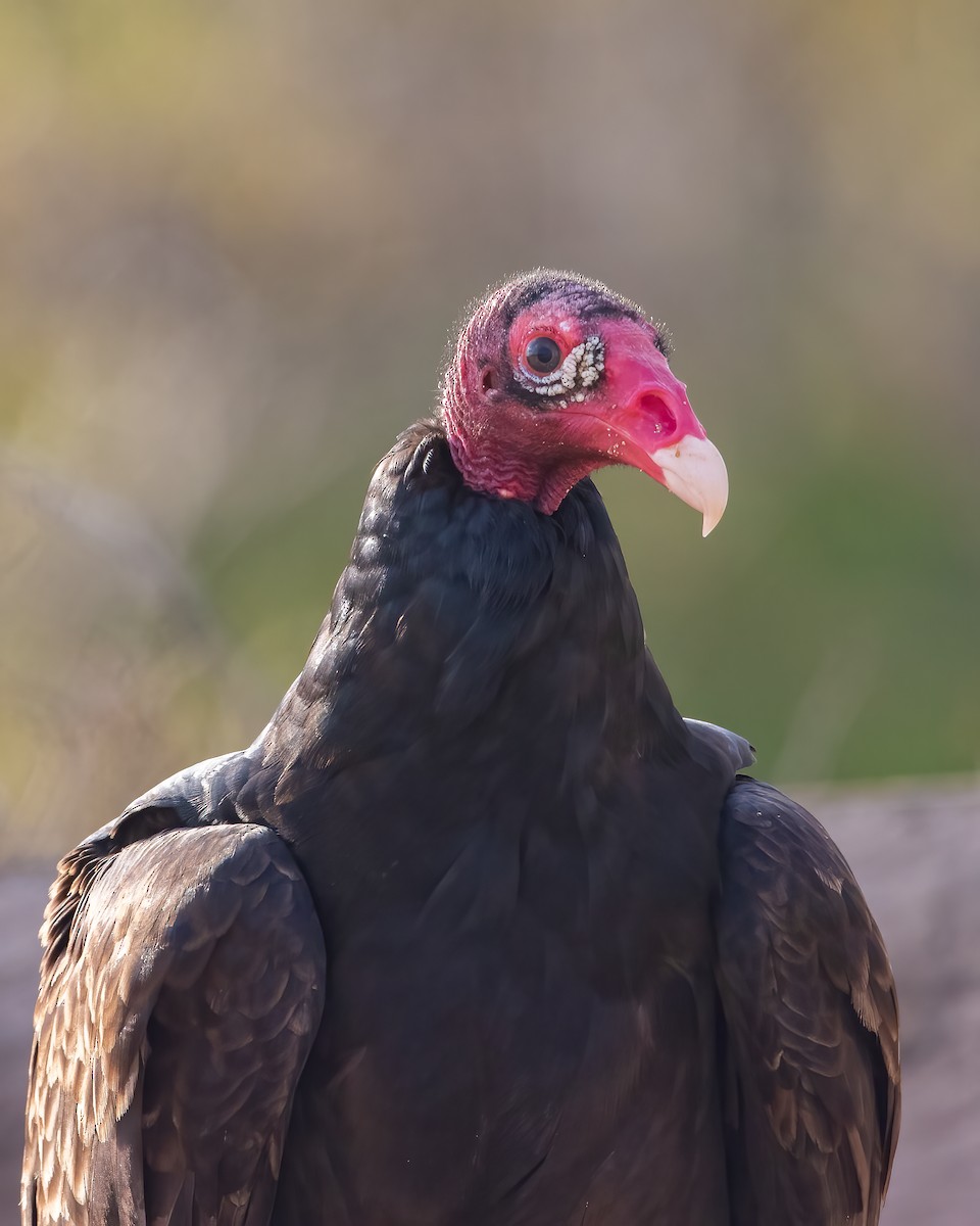 Turkey Vulture - ML616570703