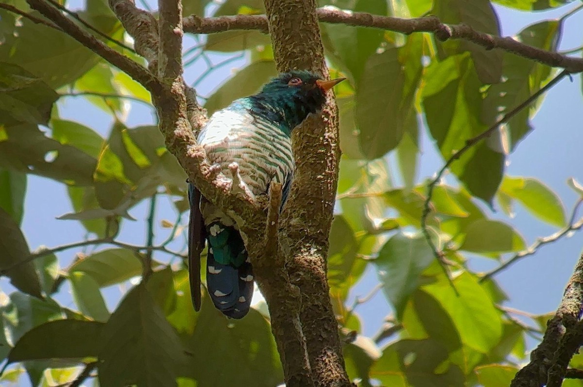 Asian Emerald Cuckoo - ML616570742