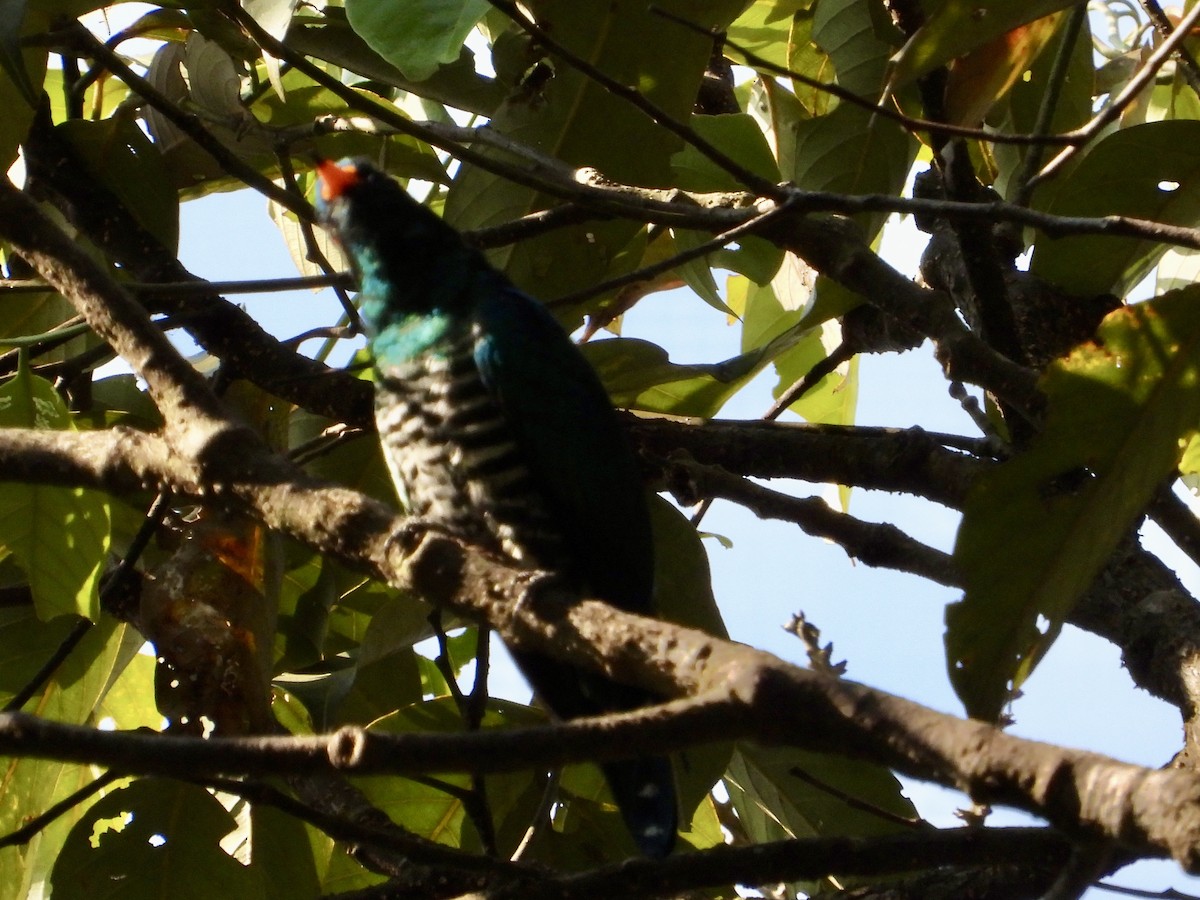 Asian Emerald Cuckoo - ML616570743