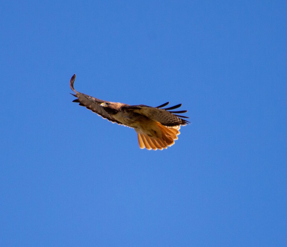 Red-tailed Hawk - Betsy Mooney