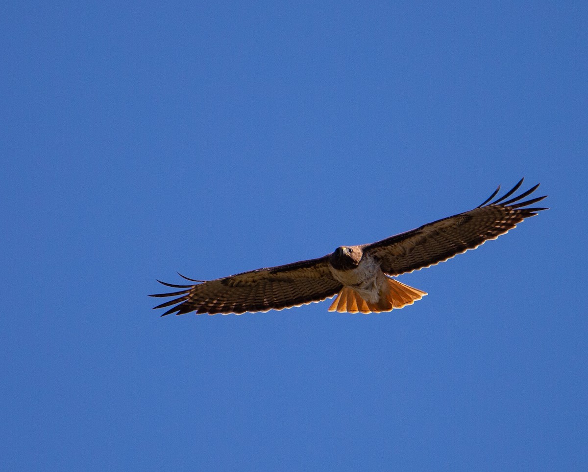 Red-tailed Hawk - Betsy Mooney