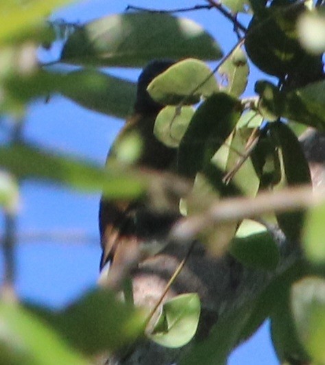Gray-crowned Woodpecker - ML616570762