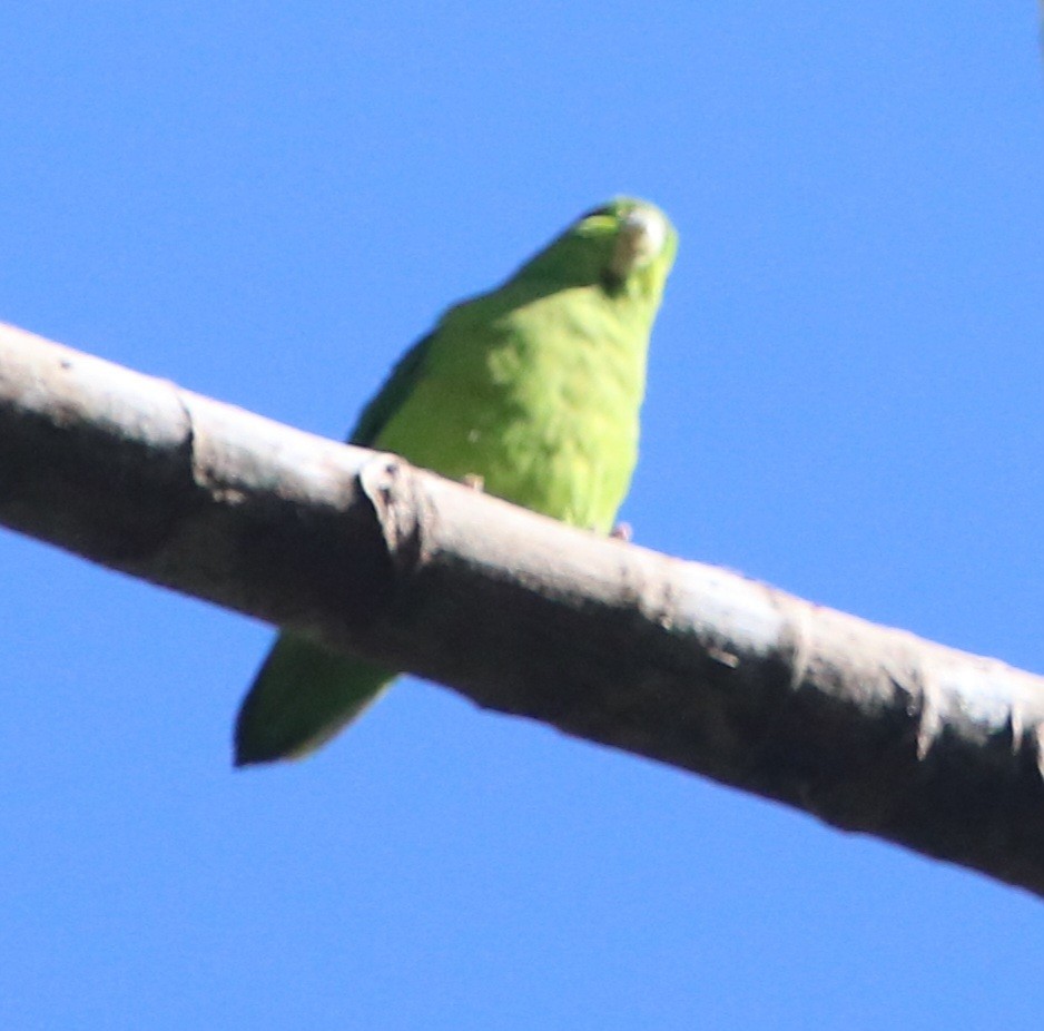 Mexican Parrotlet - ML616570787
