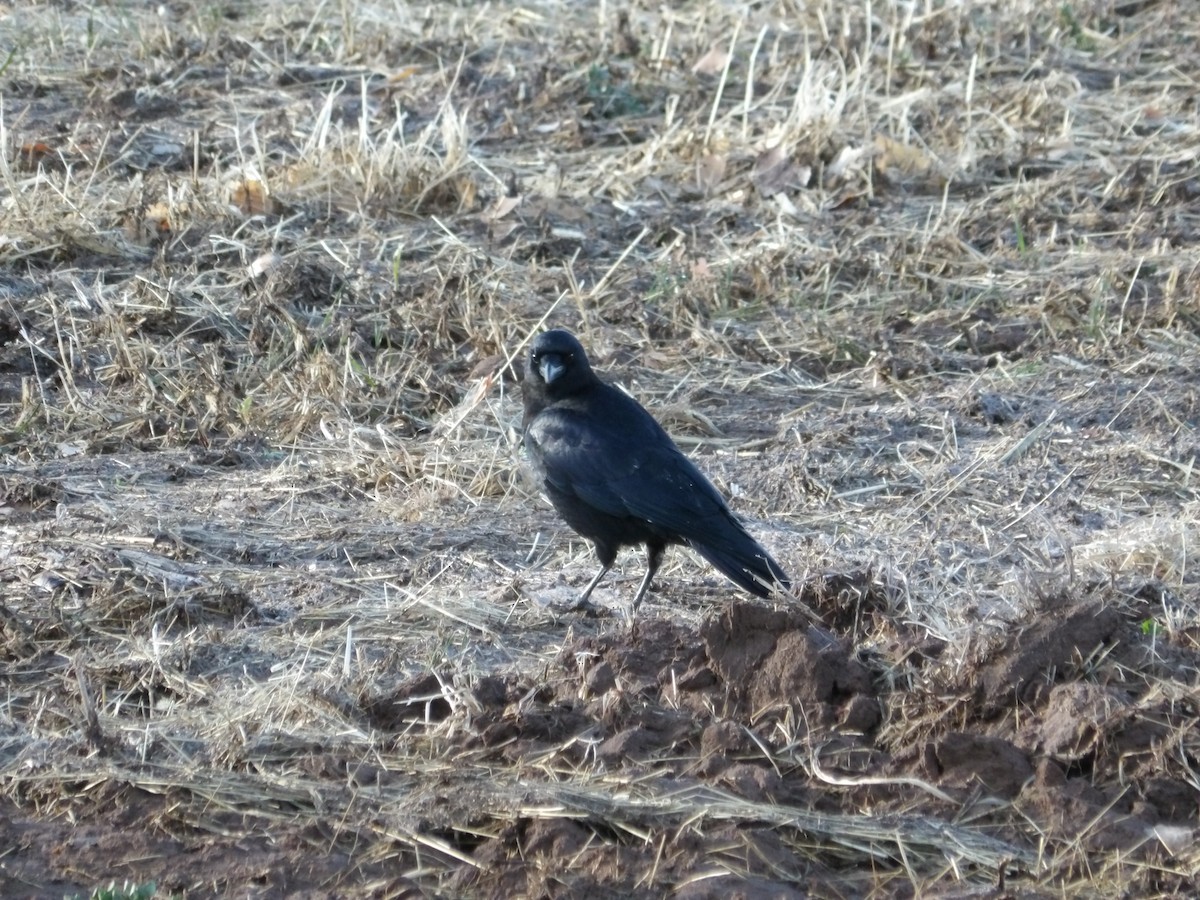American Crow - ML616570874