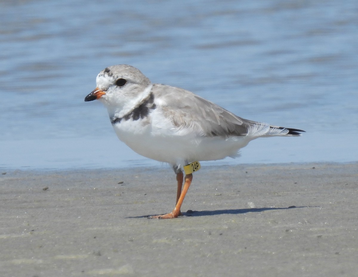 Piping Plover - ML616570913