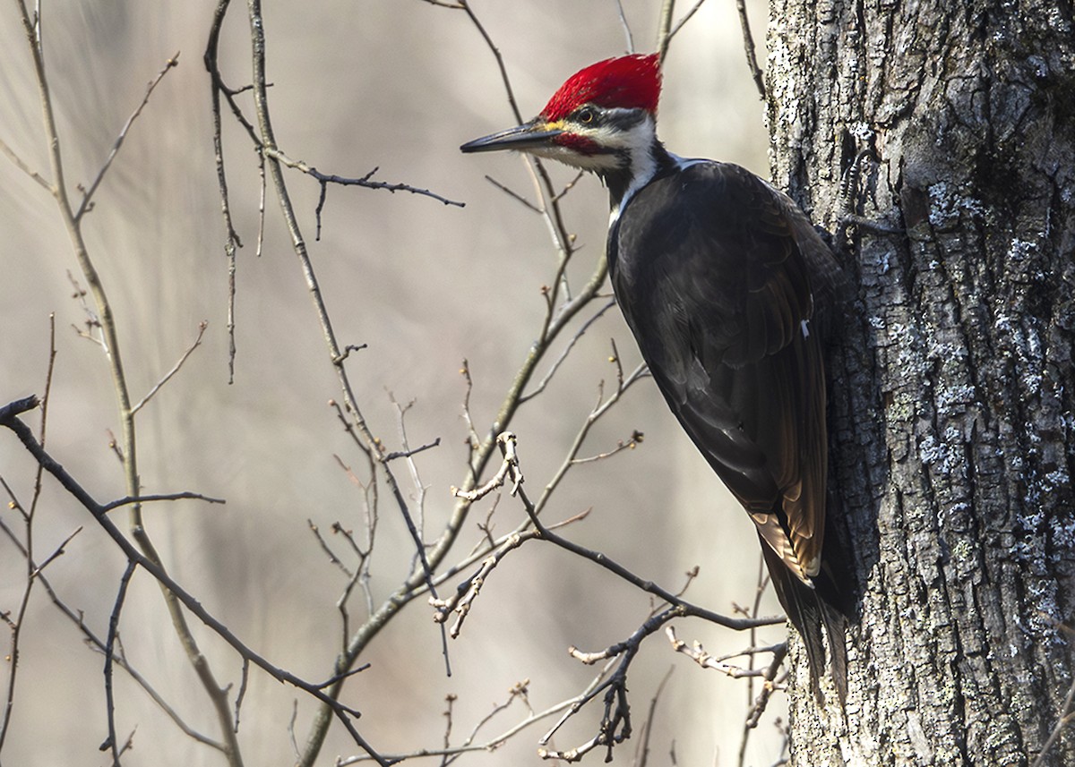 Red-bellied Woodpecker - ML616571039