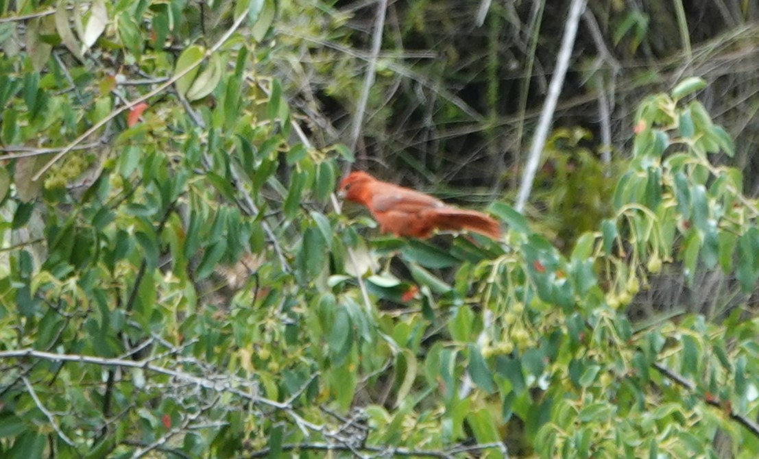 Hepatic Tanager - ML616571047