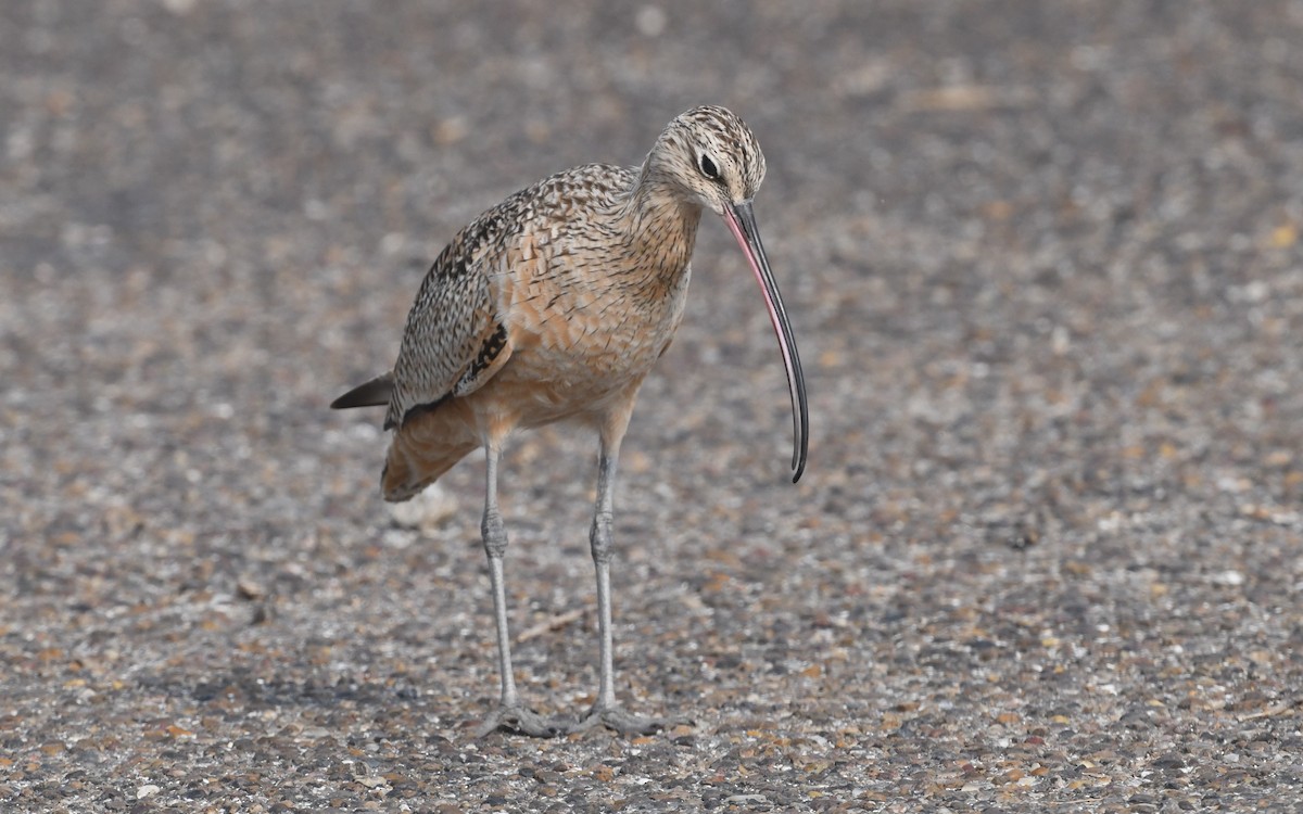 Long-billed Curlew - ML616571083