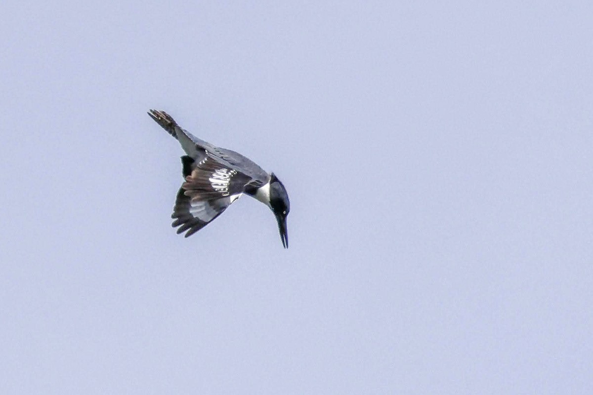 Belted Kingfisher - ML616571116