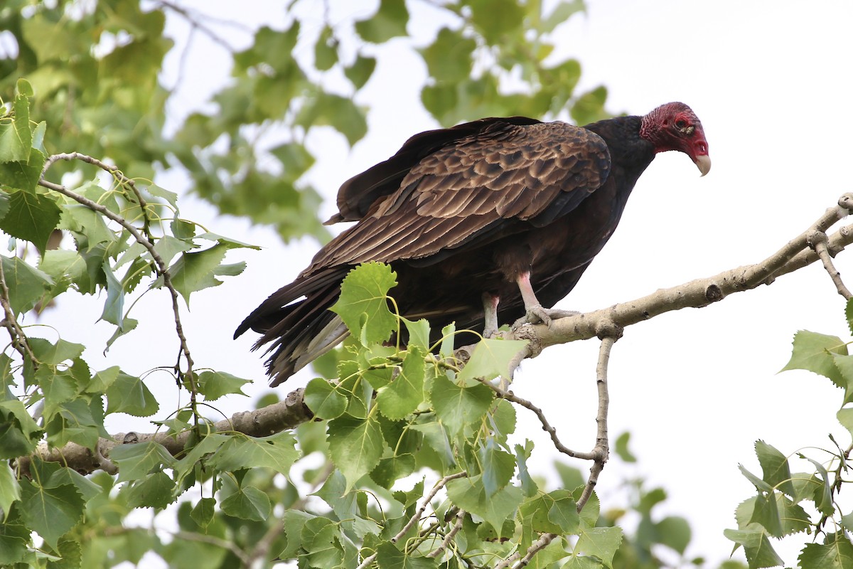 Turkey Vulture - ML616571131