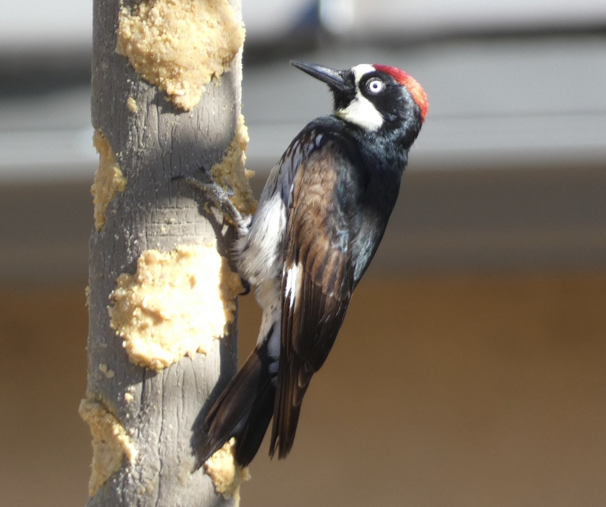 Acorn Woodpecker - ML616571132