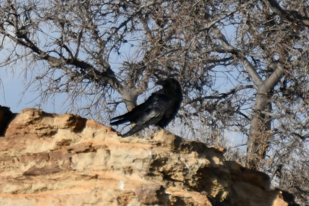 Common Raven - ML616571161