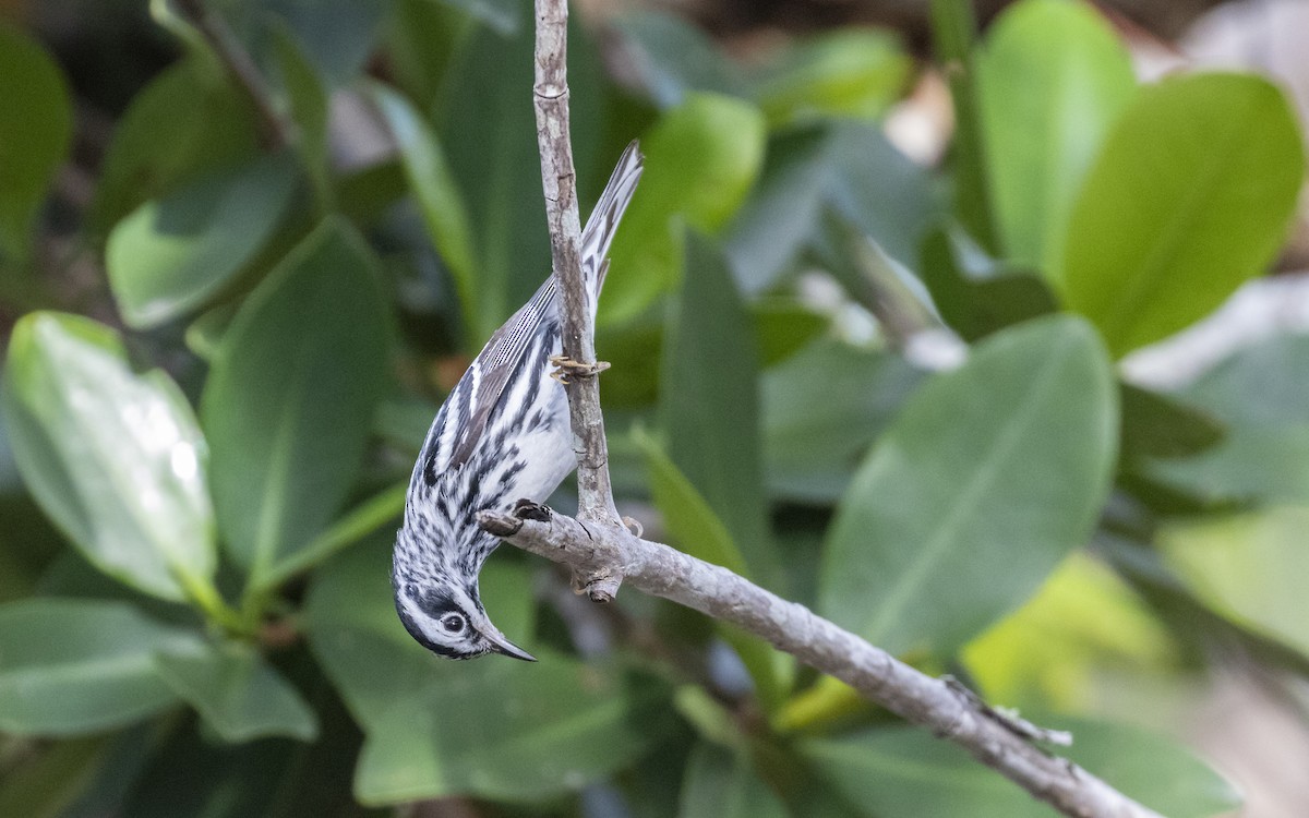 Black-and-white Warbler - ML616571196