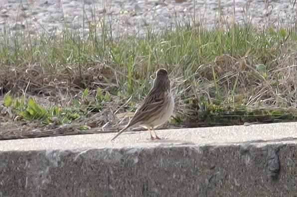 Vesper Sparrow - ML616571201