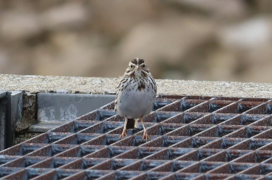 Savannah Sparrow - ML616571231