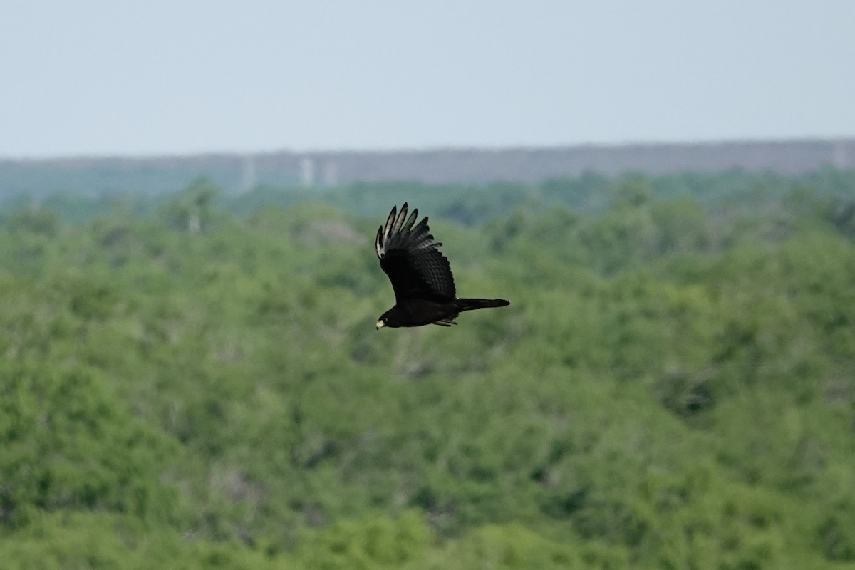 Zone-tailed Hawk - ML616571235