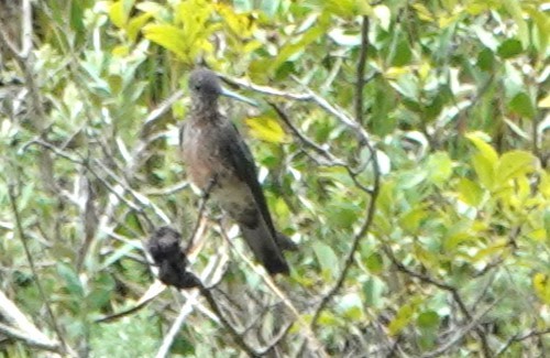 Giant Hummingbird - ML616571242