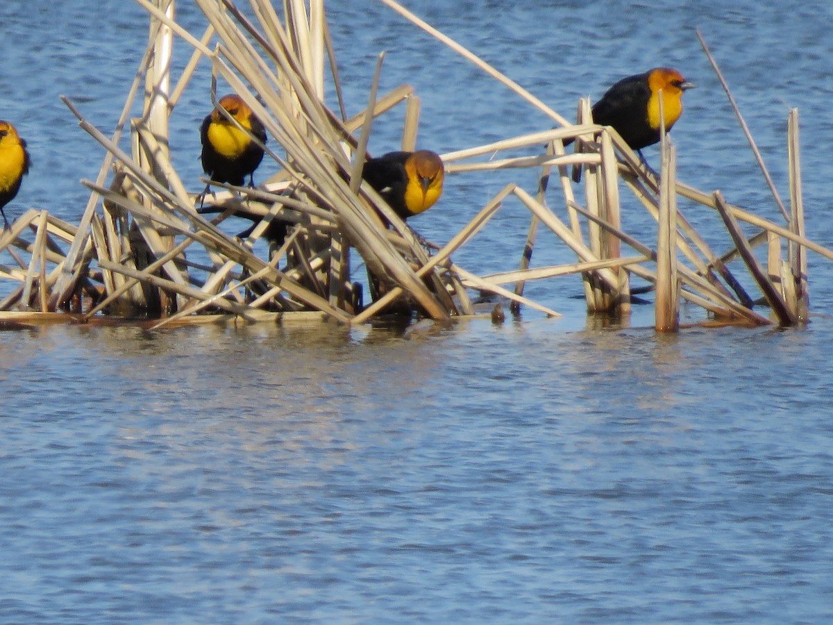 Yellow-headed Blackbird - ML616571282