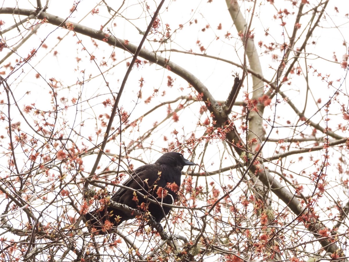 American Crow - Coral Ridley