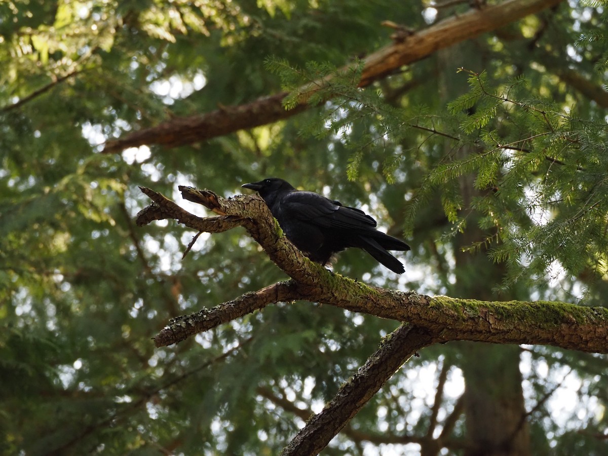 American Crow - Coral Ridley