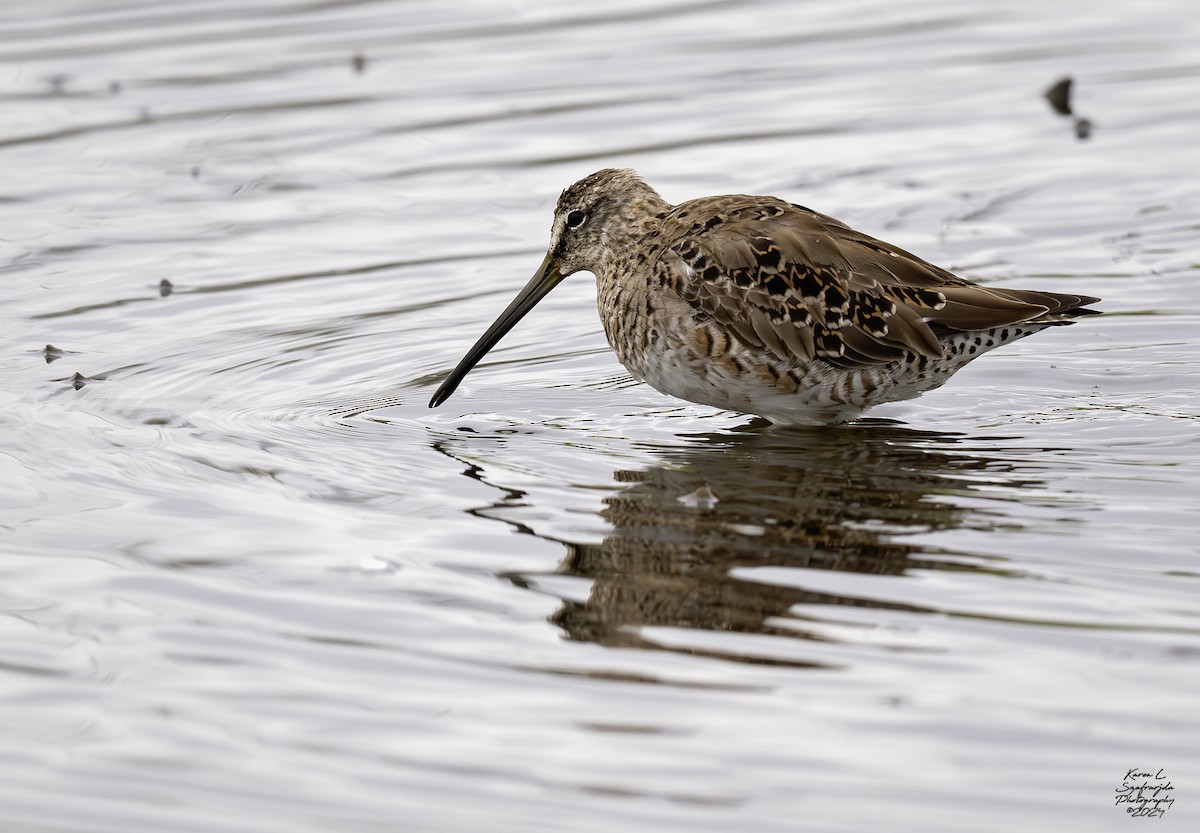 Long-billed Dowitcher - ML616571294
