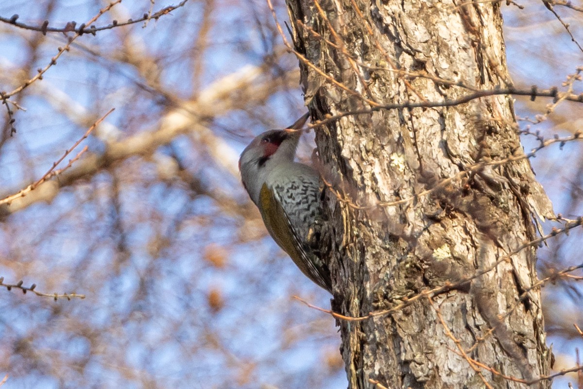 Japanese Woodpecker - ML616571312