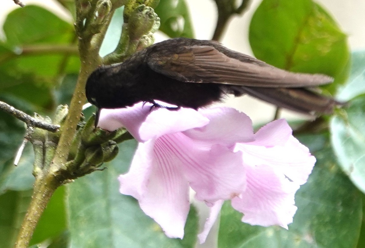 kolibřík mourovatý - ML616571313