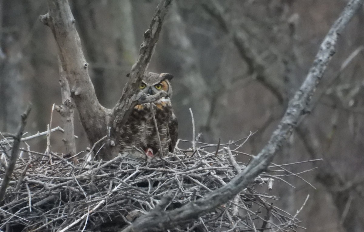 Great Horned Owl - ML616571326