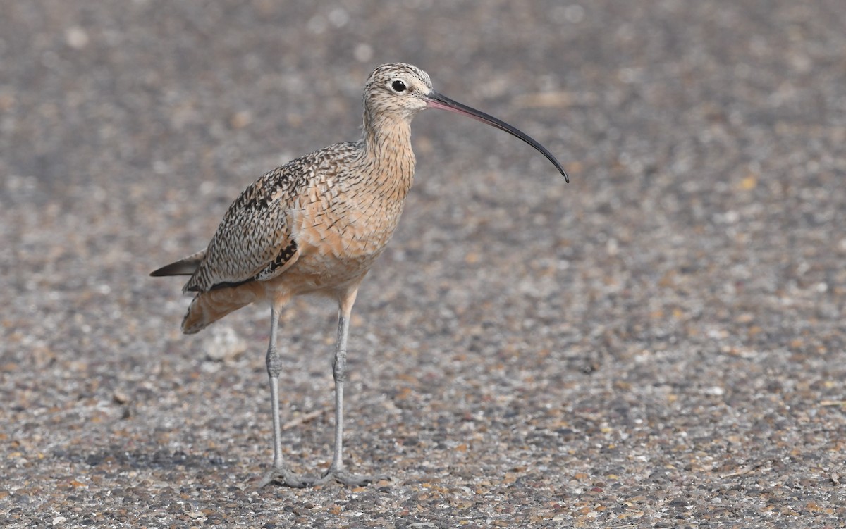 Long-billed Curlew - ML616571357