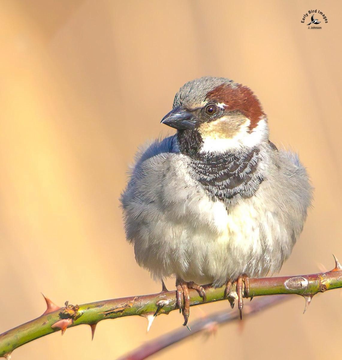 EBird Checklist 27 Mar 2024 Broemmelsiek Park 14 Species