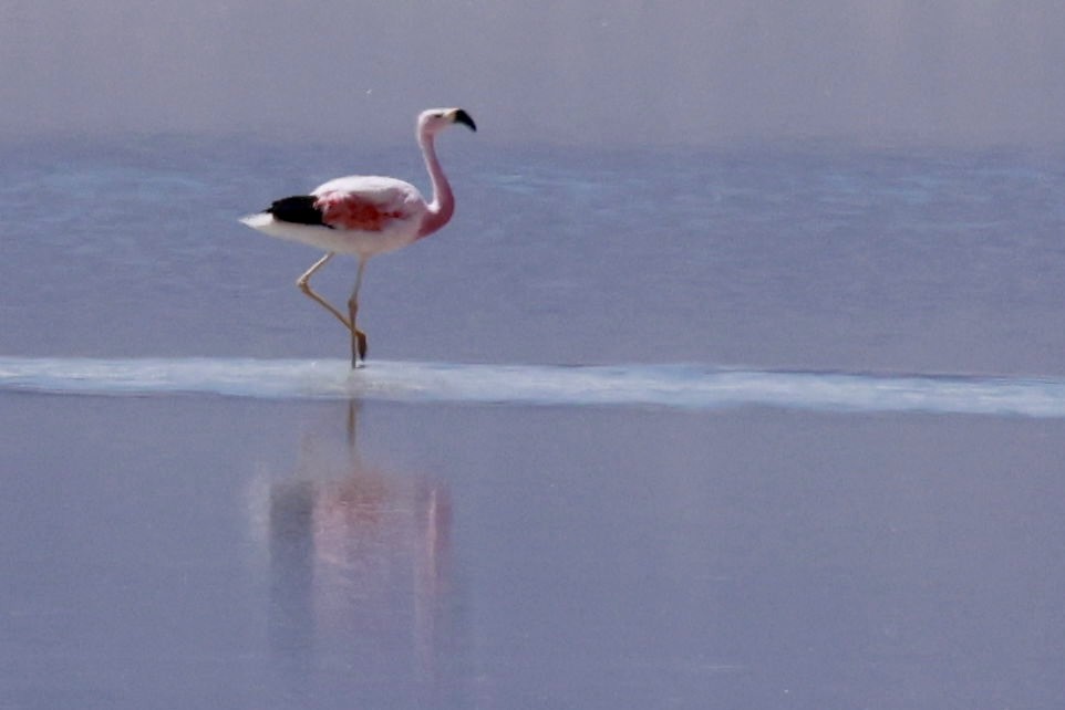 Andean Flamingo - ML616571474