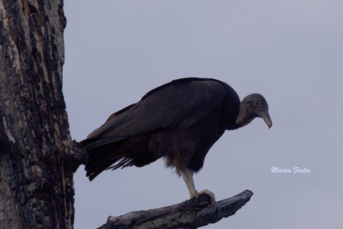 Black Vulture - ML616571546